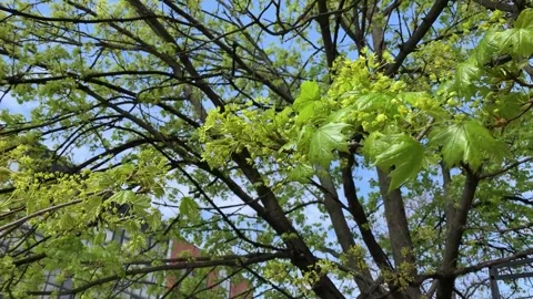 Early Spring Leaves and Budding Flowers on Tree Branches Stock Footage 305655089