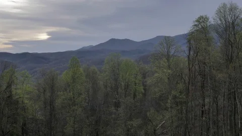 Early Spring Leaves and Buds in the Smoky Mountain National Park Stock Footage 75457282