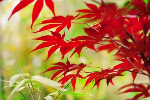 Early spring leaves Stock Photos