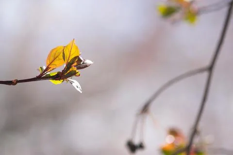 Early Spring Leaves Stock Photos