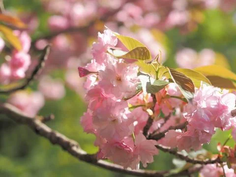 Early Spring lush sakura tree bllossom big pink flowers Stock Photos