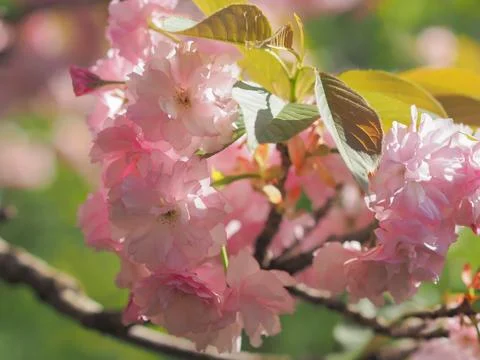 Early Spring lush sakura tree bllossom big pink flowers close up Stock Photos