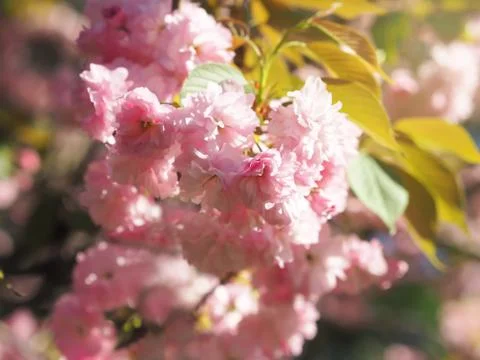 Early Spring lush sakura tree bllossom big tender pink flowers Stock Photos