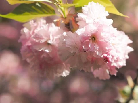 Early Spring lush sakura tree bllossom big pink flowers close up Stock Photos