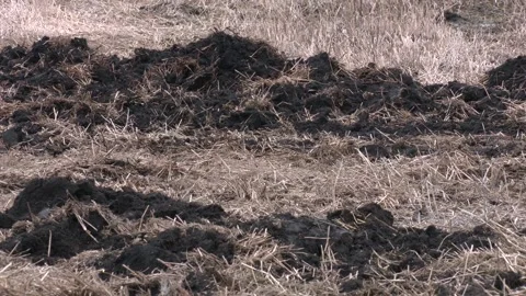 Early spring. Manure mixed with straw is prepared to fertilize the field Stock Footage 126747839