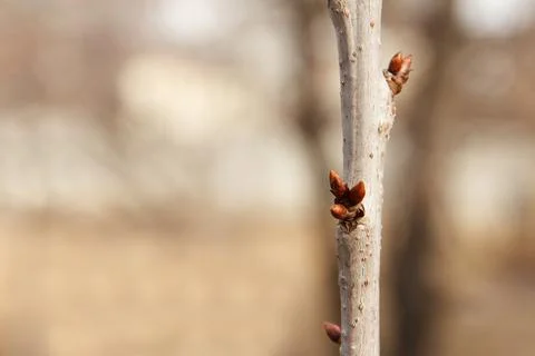 Early spring, many buds begin to swell and bloom on fruit trees in garden Stock Photos