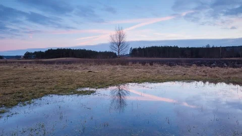 Early spring meadow with birch tree and puddle, sky reflecting in water Stock Footage 87240354