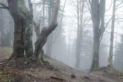 Early spring in misty woods with Beech trees in Mala Fatra NP, Slovakia Stock Photos