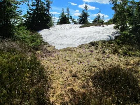 Early Spring in the Mountains Stock Photos