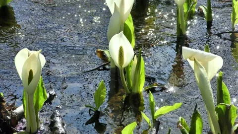Early spring murmuring and skunk cabbage Stock Footage 144596788