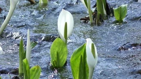 Early spring murmuring and skunk cabbage Stock Footage 144596835