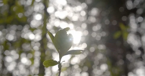 Early Spring in a Northwest Forest Stock Footage 126886049