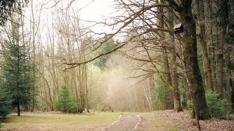 Early spring is not expanded leaves in the oak grove HD 1080 Stock Footage 106755210
