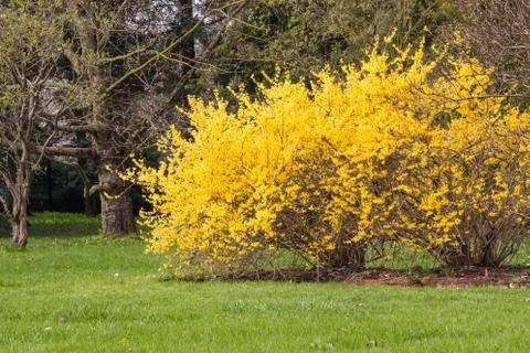 Early spring in the park. Gorse in the full blossom. Stock Photos