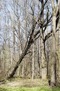 Early spring in the park. Stock Photos