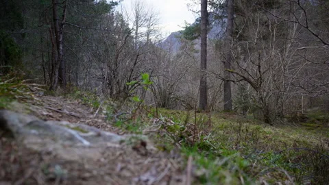 Early spring pathway through leafless forest in Norway Stock-Footage 334129713