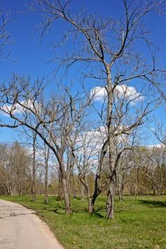 Early spring Stock Photos