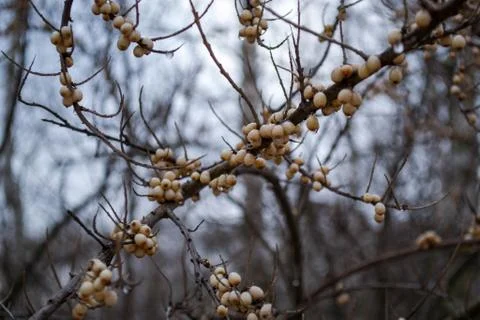 Early spring Stock Photos
