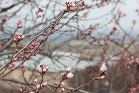 Early Spring Stockfoto's