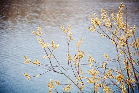 Early spring 스톡 사진