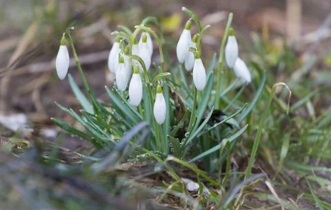 An early spring  Stock Photos