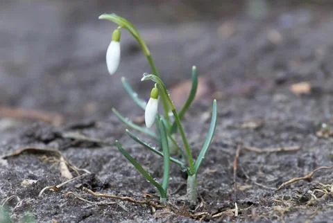 An early spring Stock Photos