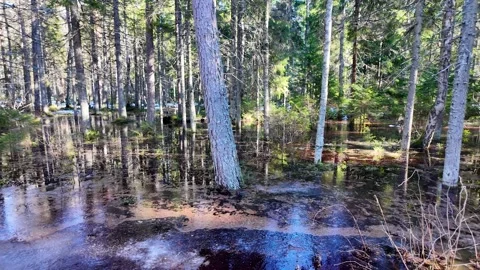 Early spring in a pine forest. Flood Stock-Footage 333694077