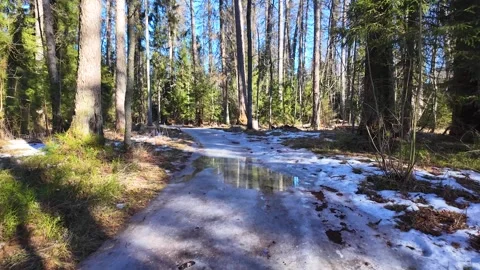 Early spring in a pine forest. Flood Stock-Footage 334058662
