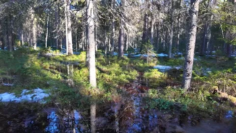 Early spring in a pine forest. Flood Stock-Footage 334058676