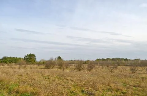 Early spring pine forest Foto stock
