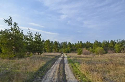Early spring pine forest Foto stock