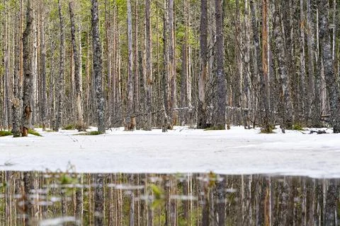Early spring pine forested bog in Estonia with open water and snow Stock Photos