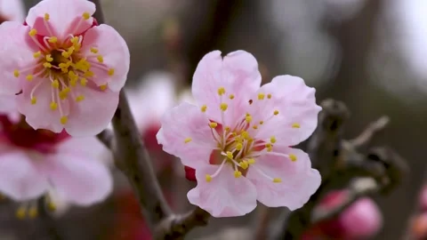 Early spring pink plum up Stock Footage 145384717