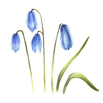 Early spring plant, squills, spring scilla blue flowers, snowdrops. Watercolor Stock Illustration