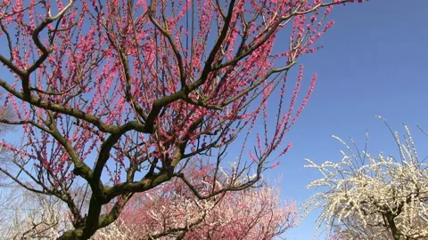 Early Spring Plum Blossoms Stock Footage 327466282