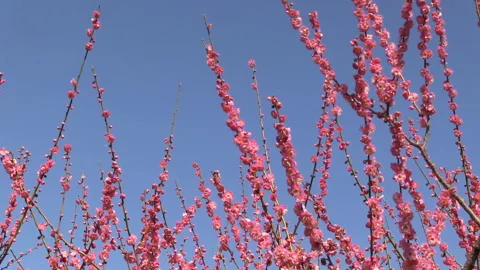 Early Spring Plum Blossoms Video stock 327466430