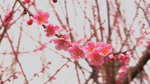 Early Spring Plum Blossoms Stock Footage 327466802
