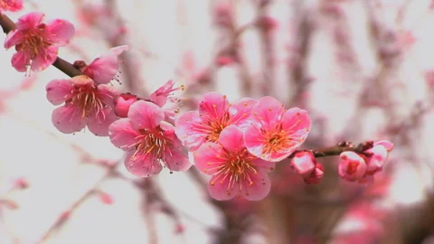 Early Spring Plum Blossoms Stock Footage 327466851
