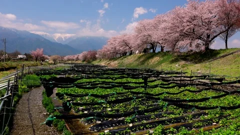 Early Spring Poem: The Cherry Blossoms and Wasabi Fields Video stock 332242753