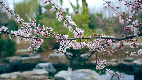 In early spring, the poetic conception of the park is full of peach blossoms Stock Footage 257058021