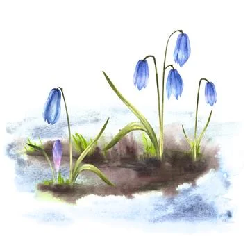 Early spring primary flowers scilla snowdrops sprouting through the snow Stock Illustration
