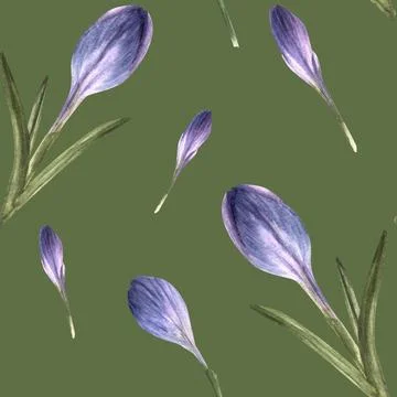 Early spring primary flowers seamless pattern, crocuses, saffron. Watercolor Stock Illustration