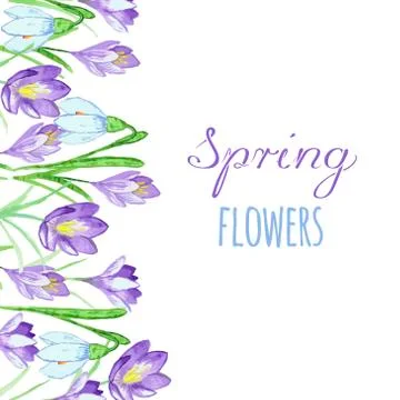 Early spring purple crocus and snowdrops nature beauty flowers vector Stock Illustration