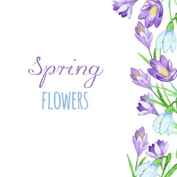 Early spring purple crocus and snowdrops nature beauty flowers vector Stock Illustration