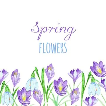 Early spring purple crocus and snowdrops nature beauty flowers vector Stock Illustration