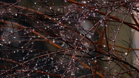 Early spring rain, shiny water drops on the bush in March. Stock Footage 87082149