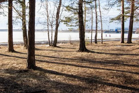 Early spring rare forest, pine trunks, shadows on the ground from trees, stil Stock Photos
