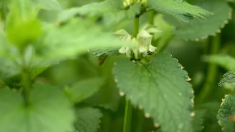 Early spring recording of a flowering nettle plant, showcasing white flower.. Stock-Footage 275040868