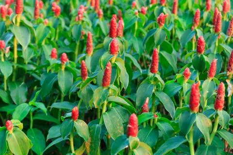 Early spring red flowers Stock Photos