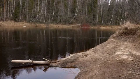 In early spring, a river flows against the background of a forest Stock Footage 127702375